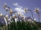 Narcissus poëticus - Pheasant's-eye Daffodil