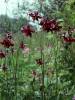 Aquilegia atrata - orlíček černofialový