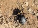Anthia thoracica thoracica