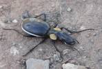 Anthia thoracica thoracica