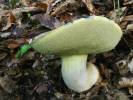 Butyriboletus fechtneri