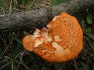 Neofavolus alveolaris - choroš voštinovitý