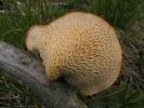 Neofavolus alveolaris - choroš voštinovitý