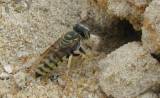 Bembix oculata
