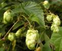 Humulus lupulus - chmel otáčivý