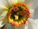 Narcissus poëticus - Pheasant's-eye Daffodil