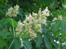 Aesculus flava - jírovec žlutý
