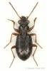 Asaphidion flavipes