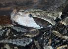 Bitis gabonica rhinoceros - zmije gabunská nosorožčí