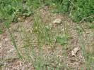 Arabis auriculata - huseník ouškatý