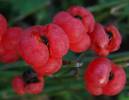Ephedra distachya - chvojník dvouklasý