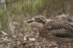 Burhinus grallarius - Bush Stone-curlew