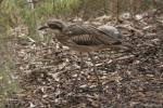 Burhinus grallarius - Bush Stone-curlew