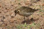 Pluvialis fulva - Pacific Golden Plover