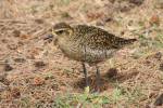 Pluvialis fulva - Pacific Golden Plover