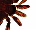 Ixodes ricinus - klíště obecné
