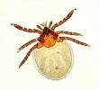 Ixodes ricinus - klíště obecné