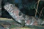 Shinisaurus crocodilurus - krokodýlovec čínský