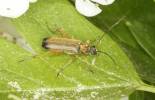 Grammoptera ustulata