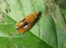 Olethreutes arcuella - obaleč zdobený