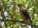 Accipiter cooperii - jestřáb Cooperův