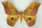 Aurivillius aratus
