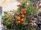 Juniperus phoenicea