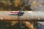 Aethriamanta brevipennis