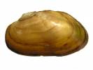 Unio mancus