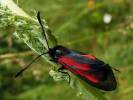 Zygaena osterodensis - vřetenuška chrastavcová