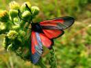 Zygaena osterodensis