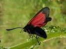 Zygaena osterodensis - vřetenuška chrastavcová