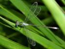 Lestes sponsa - šídlatka páskovaná