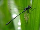 Lestes sponsa - šídlatka páskovaná