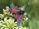 Zygaena ephialtes f. rubropeucedanoideae