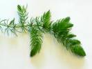 Ceratophyllum demersum - růžkatec ostnitý