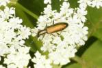 Chrysanthia geniculata geniculata