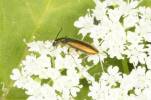 Chrysanthia geniculata geniculata