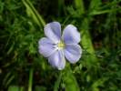 Linum austriacum - len rakouský