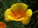 Eschscholzia californica - sluncovka kalifornská