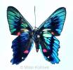 Ancyluris meliboeus euaemon