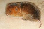 Cannomys badius - hlodoun menší