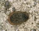 Argas reflexus
