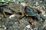 Gryllotalpa gryllotalpa - krtonožka obecná