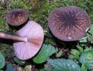 Pluteus umbrosus - Velvet Shield
