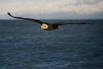 Haliaeetus leucocephalus - orel bělohlavý