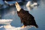Haliaeetus leucocephalus - orel bělohlavý