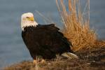 Haliaeetus leucocephalus
