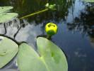 Nuphar pumila - stulík malý