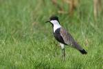 Vanellus spinosus - Spur-winged Lapwing
